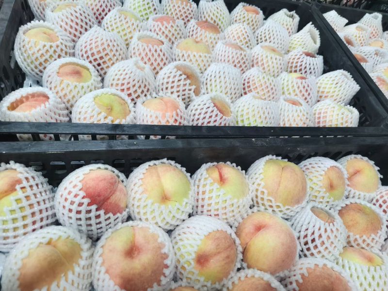 霞辉8号水蜜桃桃十三产业联盟，精品供品！