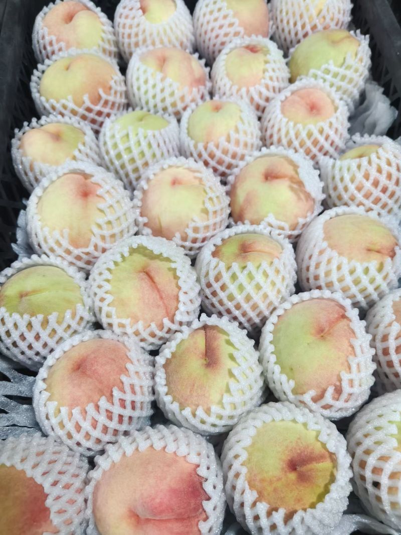 霞辉8号水蜜桃桃十三产业联盟，精品供品！