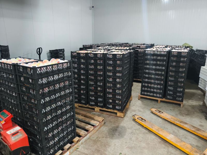 霞辉8号水蜜桃桃十三产业联盟，精品供品！