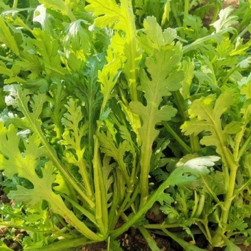 中叶茼蒿种子种籽农家南北春秋季菜籽种阳台盆栽皇帝菜柔嫩蔬
