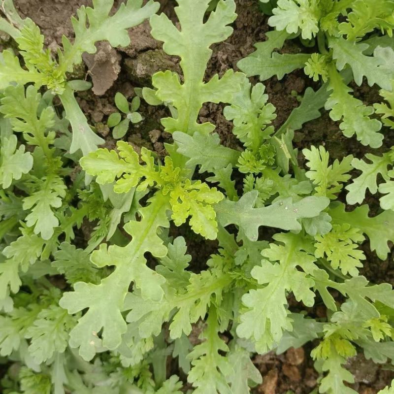 中叶茼蒿种子种籽农家南北春秋季菜籽种阳台盆栽皇帝菜柔嫩蔬