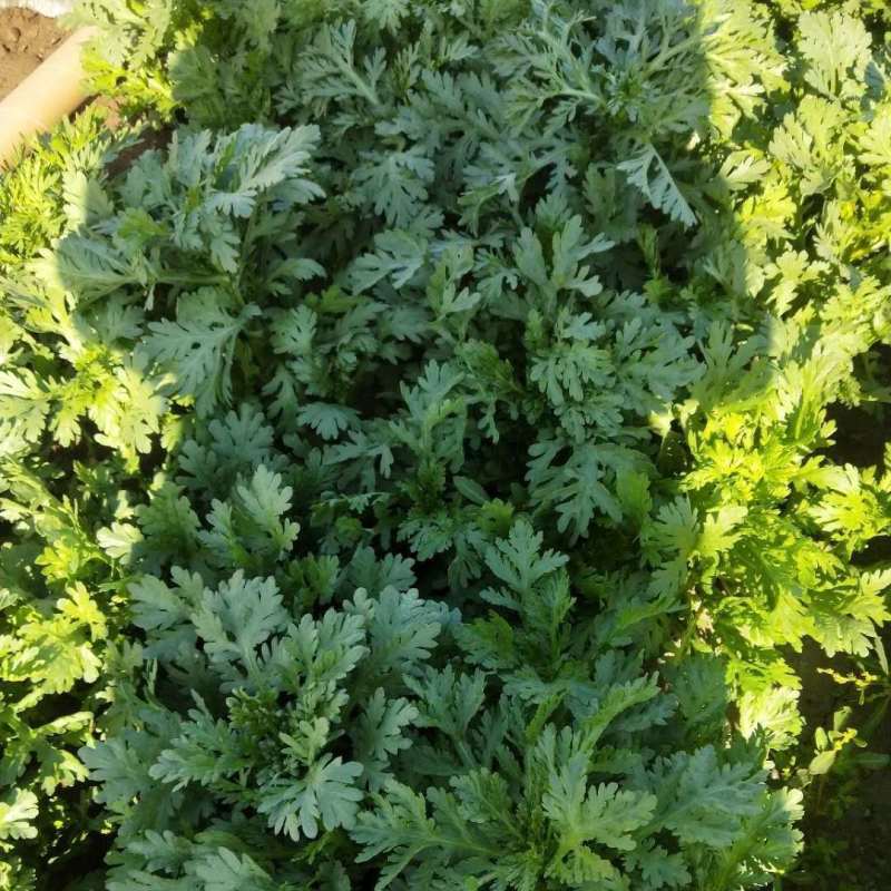 中叶茼蒿种子种籽农家南北春秋季菜籽种阳台盆栽皇帝菜柔嫩蔬