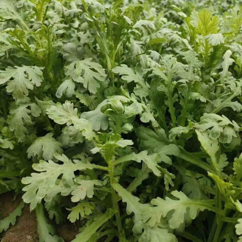 中叶茼蒿种子种籽农家南北春秋季菜籽种阳台盆栽皇帝菜柔嫩蔬