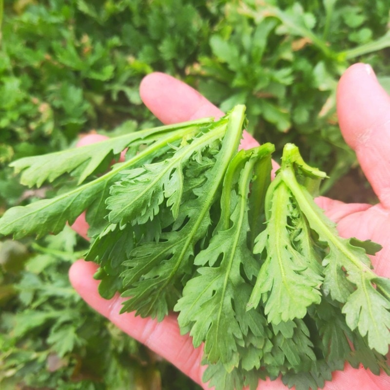 中叶茼蒿种子种籽农家南北春秋季菜籽种阳台盆栽皇帝菜柔嫩蔬