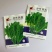 中叶茼蒿种子种籽农家南北春秋季菜籽种阳台盆栽皇帝菜柔嫩蔬