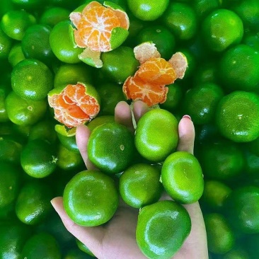 云南高山蜜橘支持电商一件代发货源稳定抖音快手多多