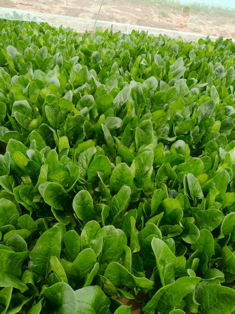 精品大叶菠菜内蒙古产地直供可对接商超市场档口欢迎来