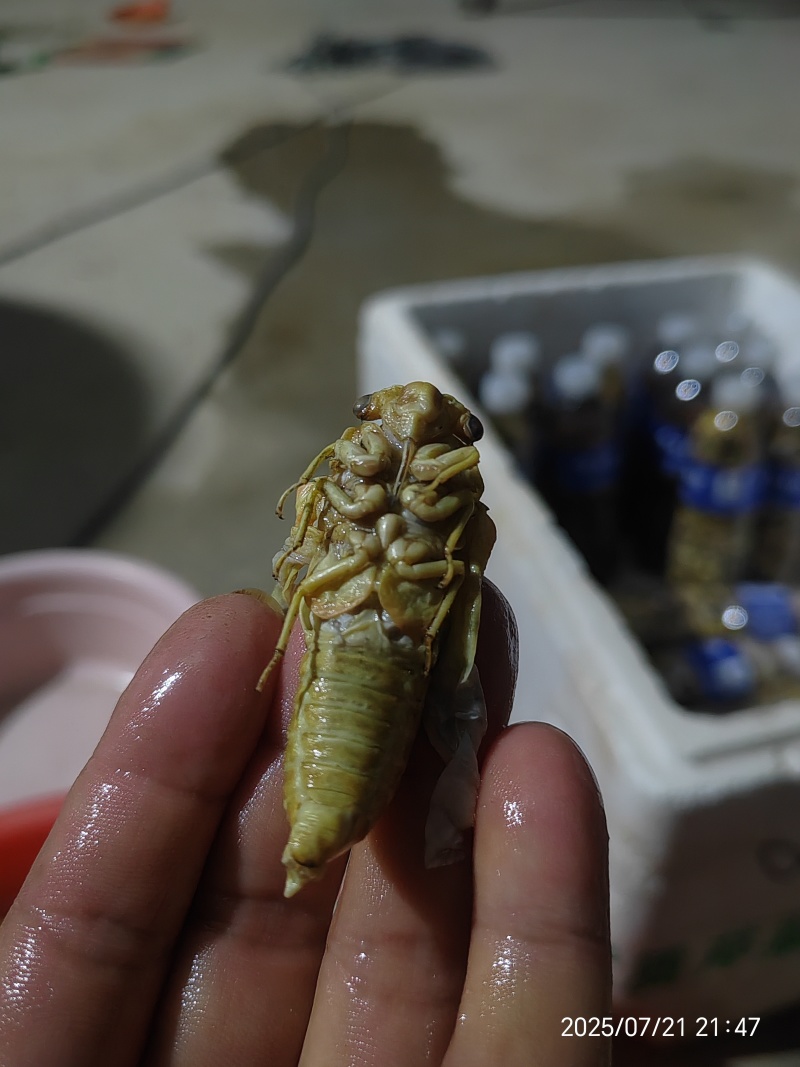 大金蝉