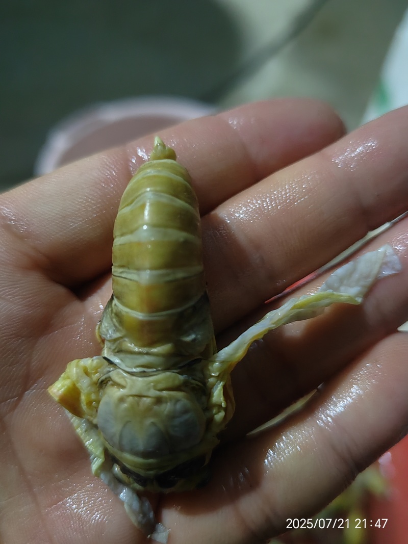 大金蝉