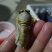 大金蝉