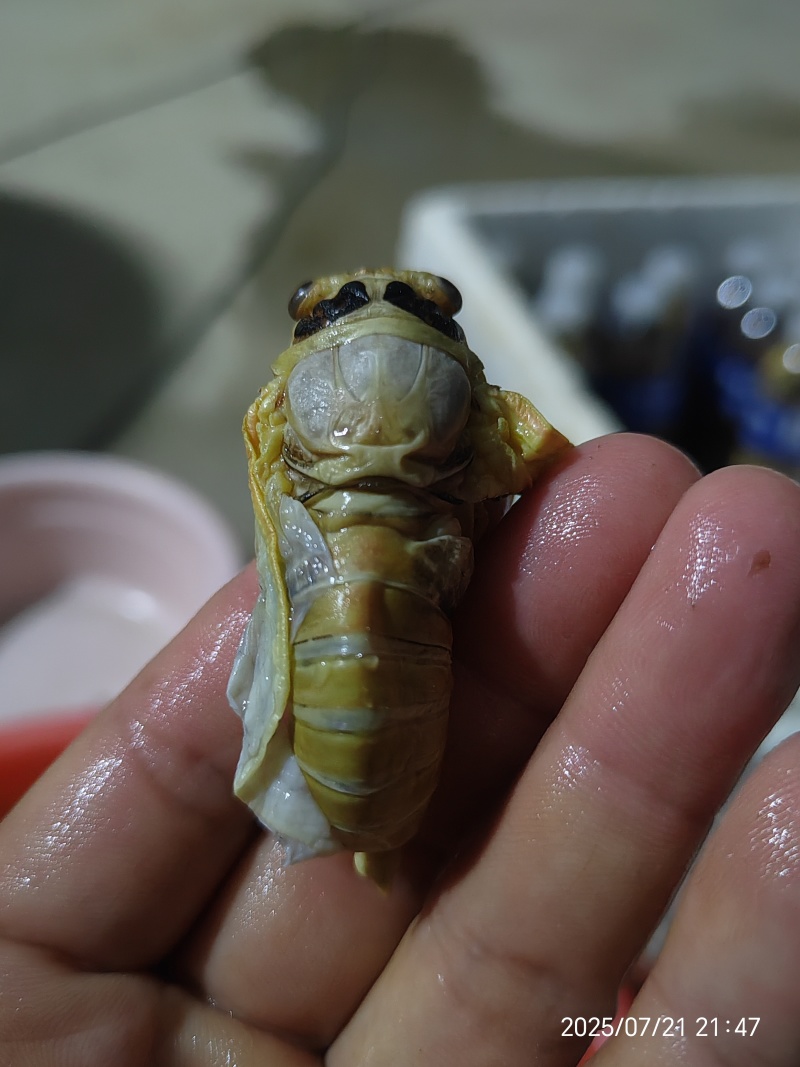 大金蝉
