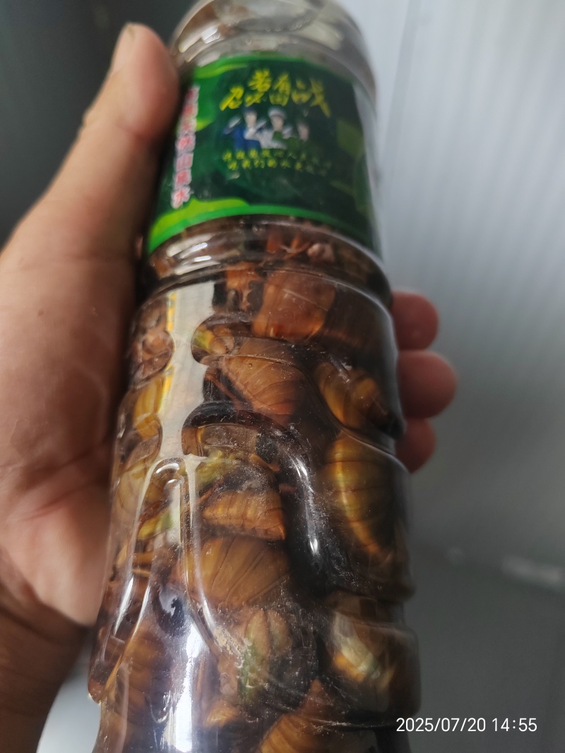 大金蝉