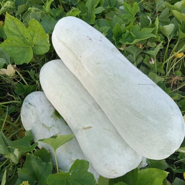 绍兴上虞白皮冬瓜新鲜蔬菜瓜菜类产地直供