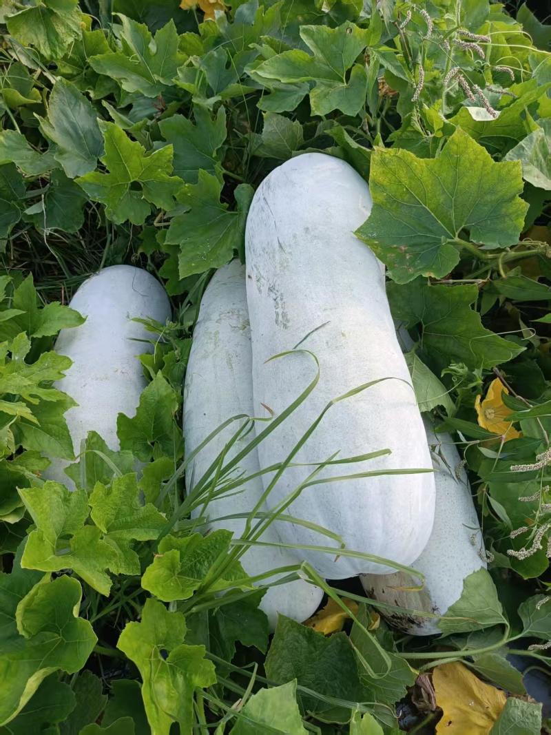 绍兴上虞白皮冬瓜新鲜蔬菜瓜菜类产地直供