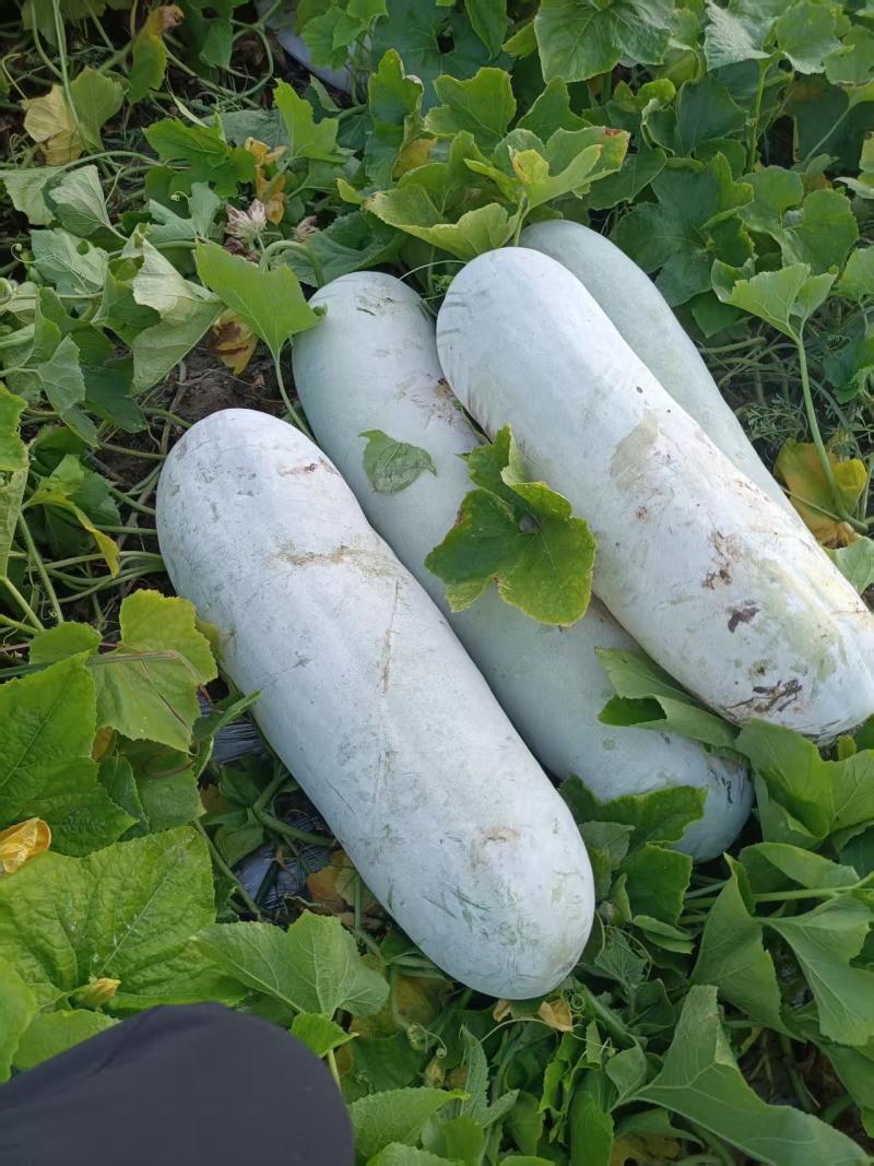 绍兴上虞白皮冬瓜新鲜蔬菜瓜菜类产地直供