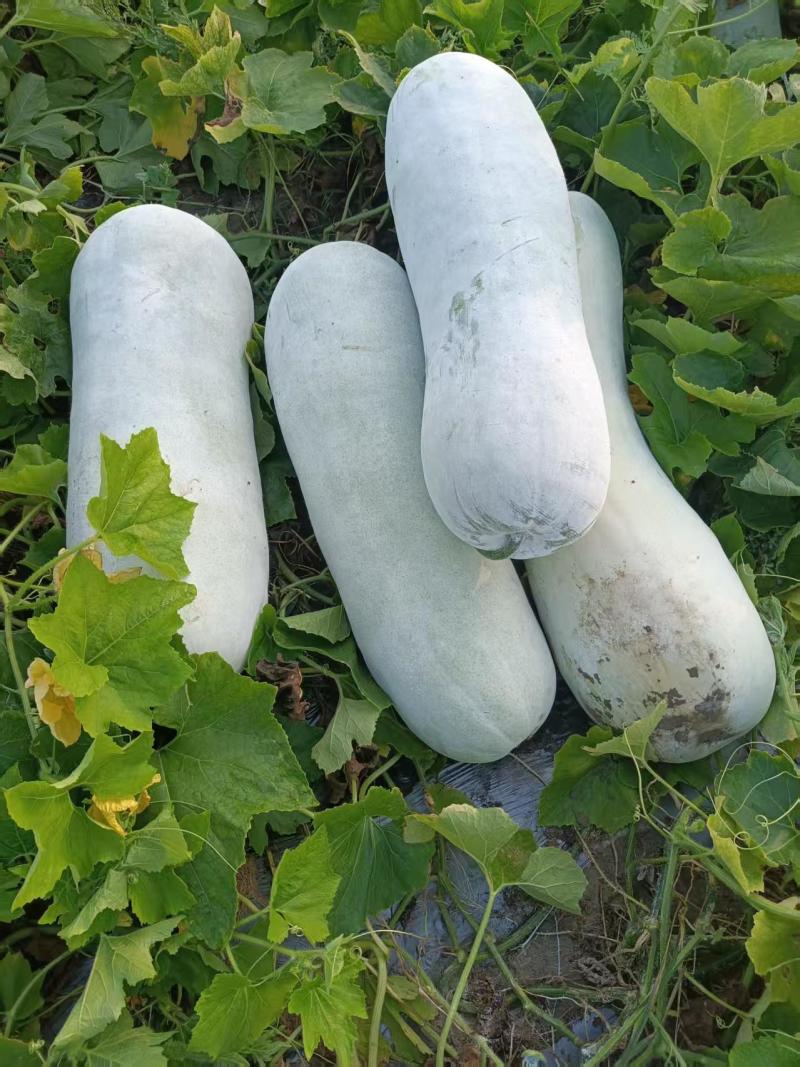 绍兴上虞白皮冬瓜新鲜蔬菜瓜菜类产地直供