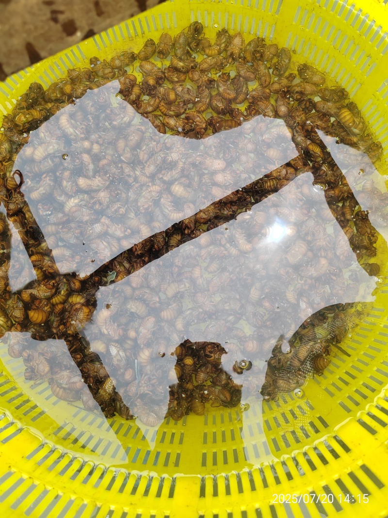 大金蝉