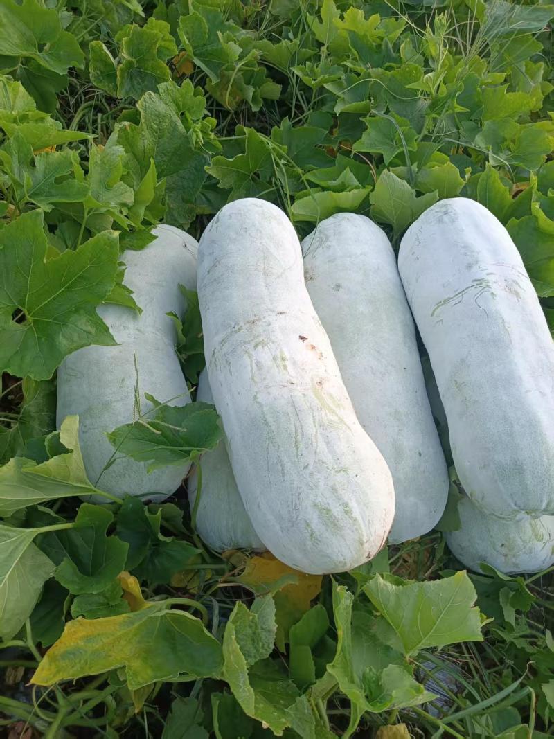 绍兴上虞白皮冬瓜新鲜蔬菜瓜菜类产地直供