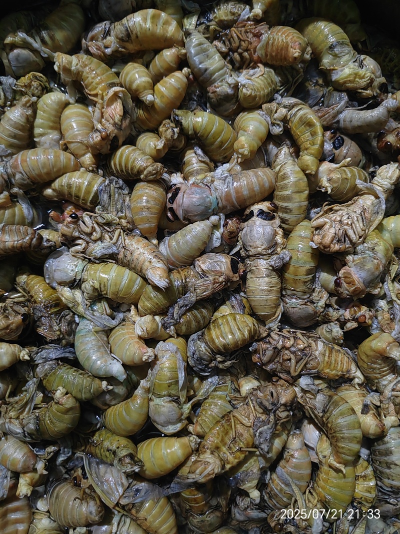大金蝉