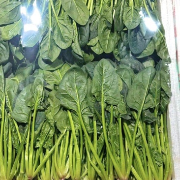 精品菠菜大叶菠菜产地直供大量上市品质保证价格优惠