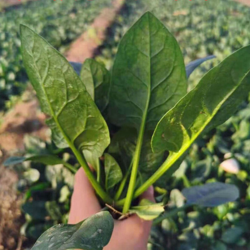 精品菠菜大叶菠菜产地直供大量上市品质保证价格优惠