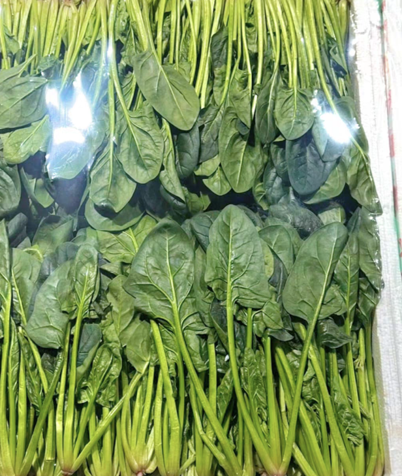 精品菠菜大叶菠菜产地直供大量上市品质保证价格优惠