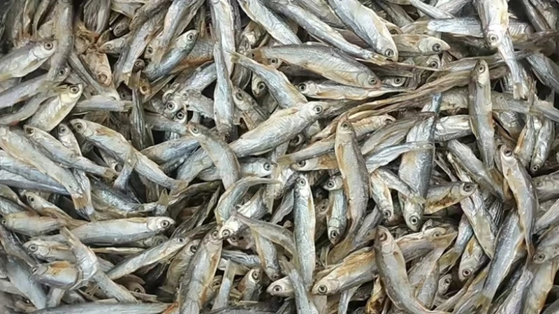 猫零食小鱼干淡水无盐鱼干猫咪零食批发增肥发腮补钙宠物猫粮