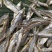 猫零食小鱼干淡水无盐鱼干猫咪零食批发增肥发腮补钙宠物猫粮