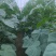 津优401黄瓜种子天津科润牌春秋播抗霜霉病短把绿肉短刺