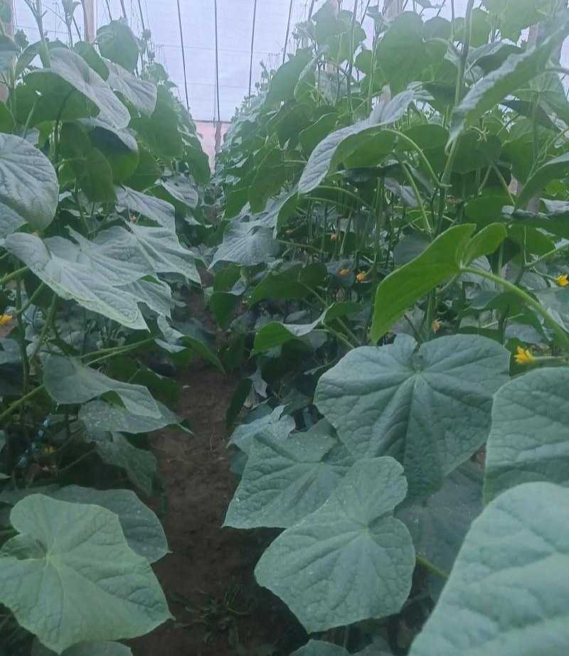 津优401黄瓜种子天津科润牌春秋播抗霜霉病短把绿肉短刺