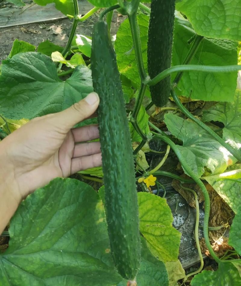 津优401黄瓜种子天津科润牌春秋播抗霜霉病短把绿肉短刺
