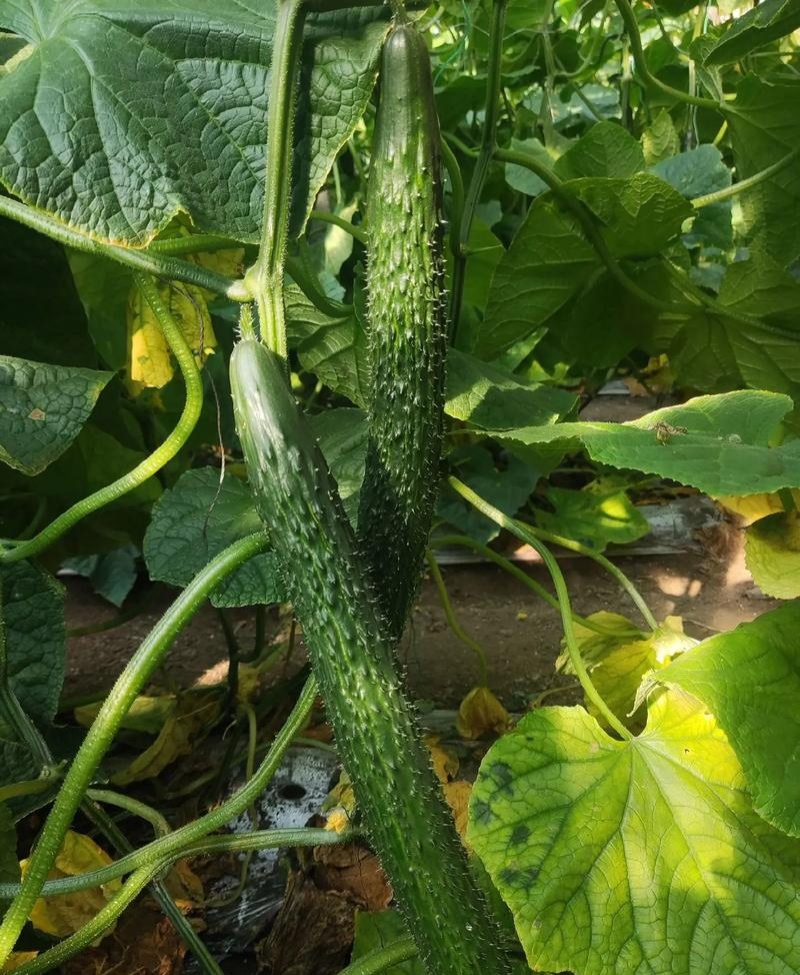 津优401黄瓜种子天津科润牌春秋播抗霜霉病短把绿肉短刺