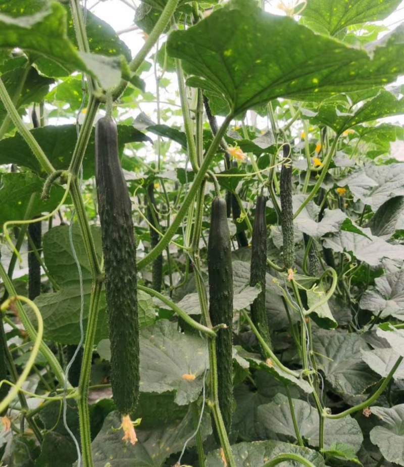 津优401黄瓜种子天津科润牌春秋播抗霜霉病短把绿肉短刺