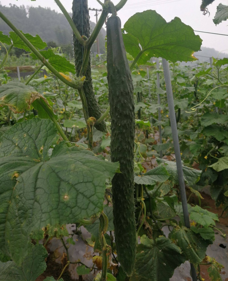 津优401黄瓜种子天津科润牌春秋播抗霜霉病短把绿肉短刺