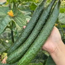 津优401黄瓜种子天津科润牌春秋播抗霜霉病短把绿肉短刺