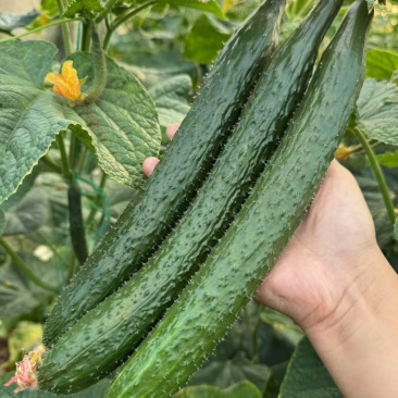 津优401黄瓜种子天津科润牌春秋播抗霜霉病短把绿肉短刺