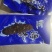 鲜食海参电商团购！！！！！！！！！！！！