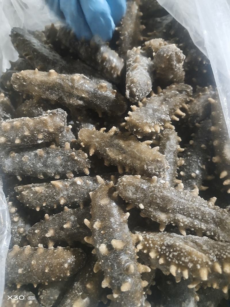 鲜食海参电商团购！！！！！！！！！！！！