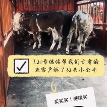专业抓牛团队，健康保障，包调理包伤亡，价格有下滑