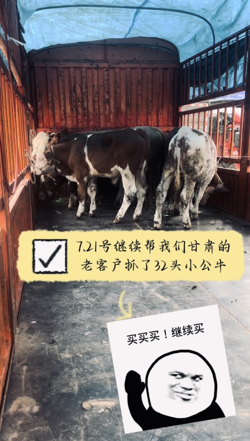 专业抓牛团队，健康保障，包调理包伤亡，价格有下滑