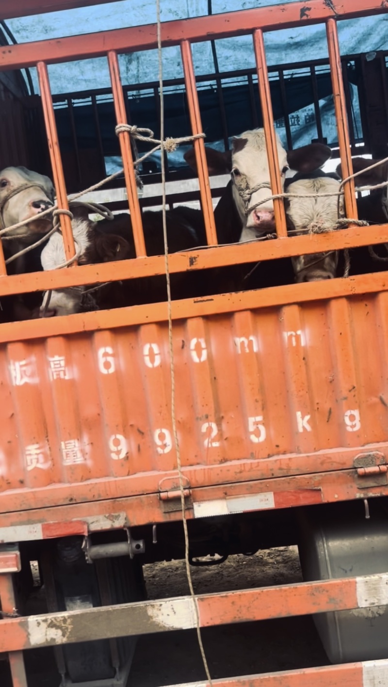 专业抓牛团队，健康保障，包调理包伤亡，价格有下滑