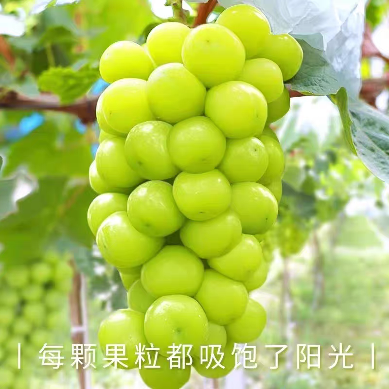 阳光玫瑰大量上市产地看货论价品质保证产地一条龙服务