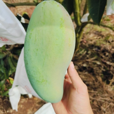 大青芒