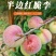 四川半边红李子，全国发货，诚信经营，可视频看货，量大从优