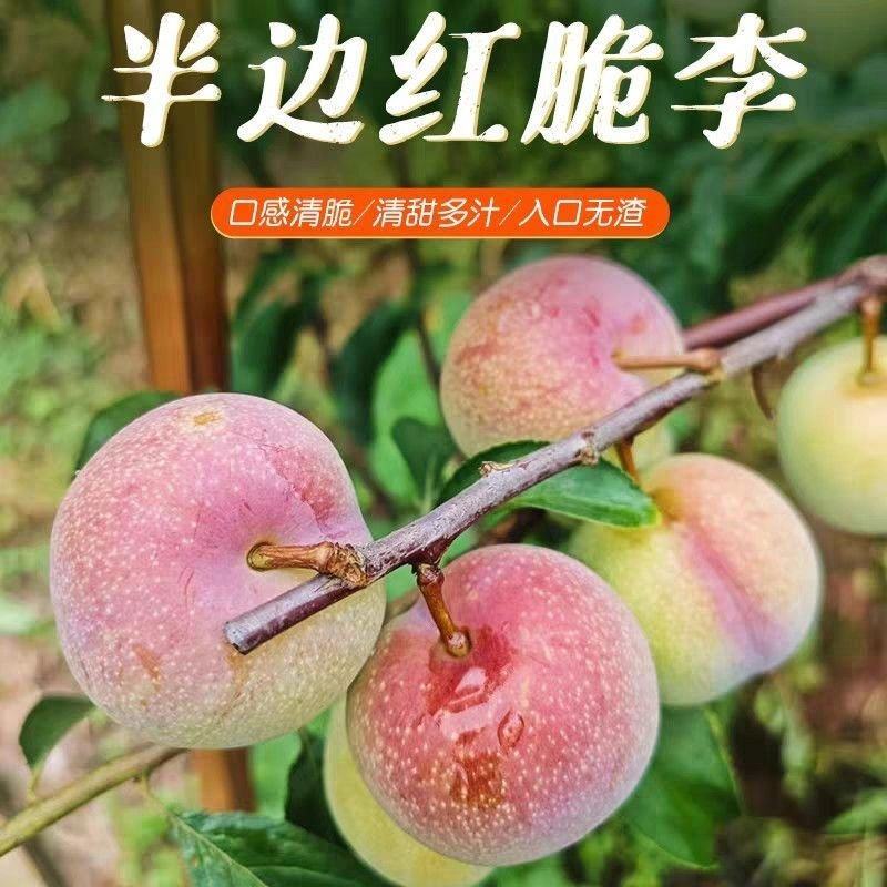 四川半边红李子，全国发货，诚信经营，可视频看货，量大从优