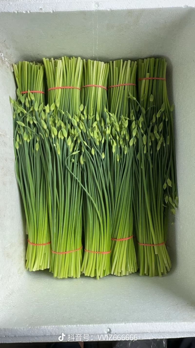 韭苔，种植基地，代办一手货源，对接各大市场，可打冷发车