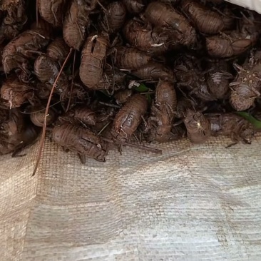 优质蝉蜕无杂质随时可聊货源充足