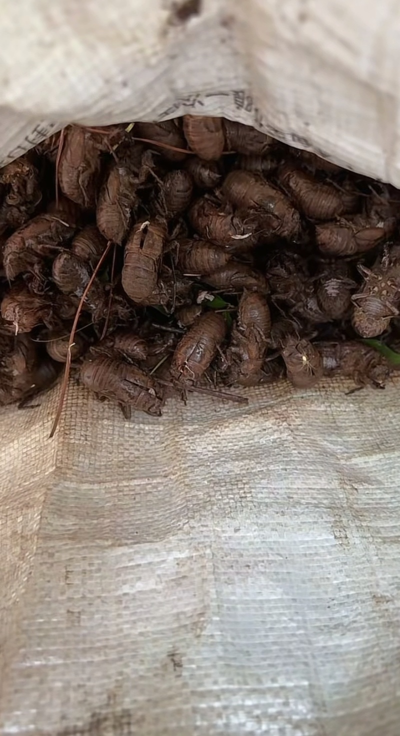 优质蝉蜕无杂质随时可聊货源充足