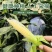 新鲜甜玉米笋鲜嫩蔬菜水果小玉米棒玉米芯非转基因新鲜商用现摘