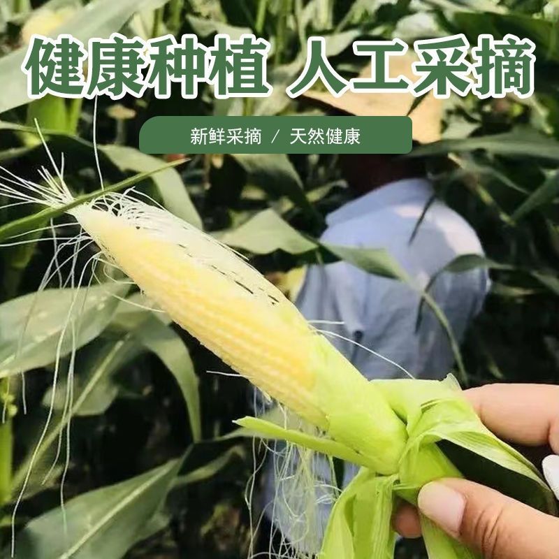 新鲜甜玉米笋鲜嫩蔬菜水果小玉米棒玉米芯非转基因新鲜商用现摘